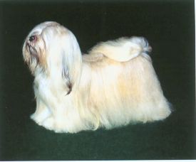 LHASA APSO.jpg